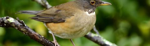 #EscapeCult - Did you know that the thrush knew how to whistle?